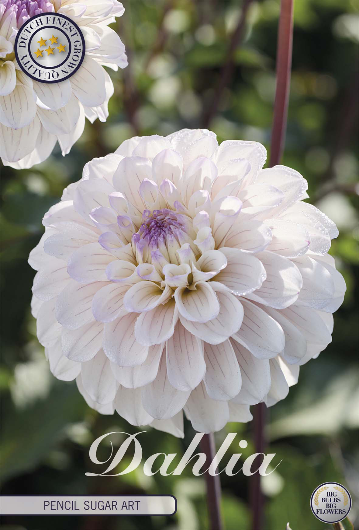 Dahlia Pencil Sugar Art