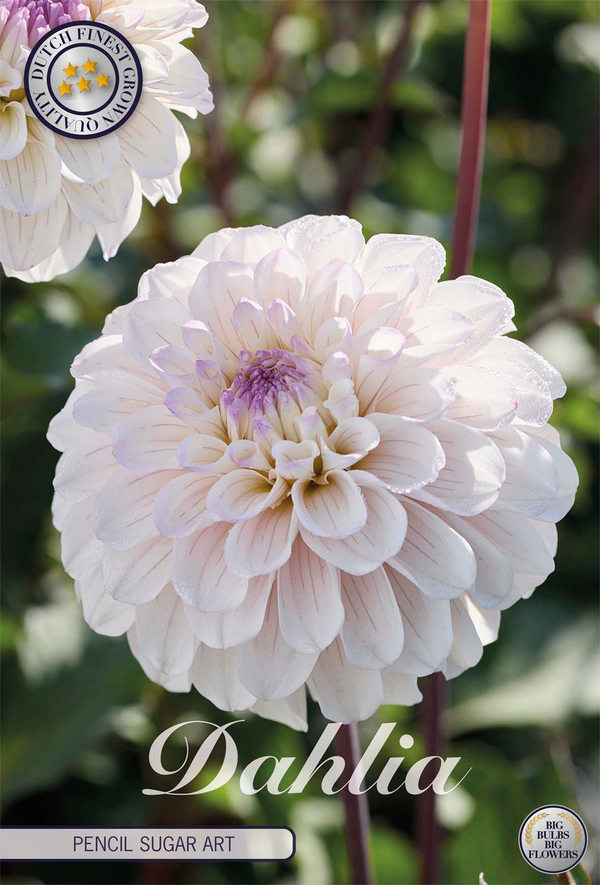Dahlia Pencil Sugar Art