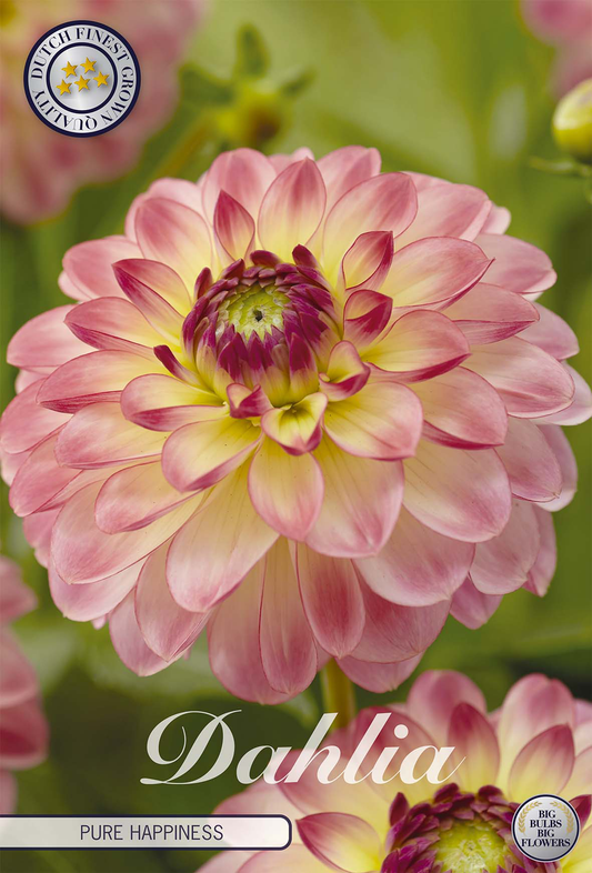 Dahlia Pure Happiness