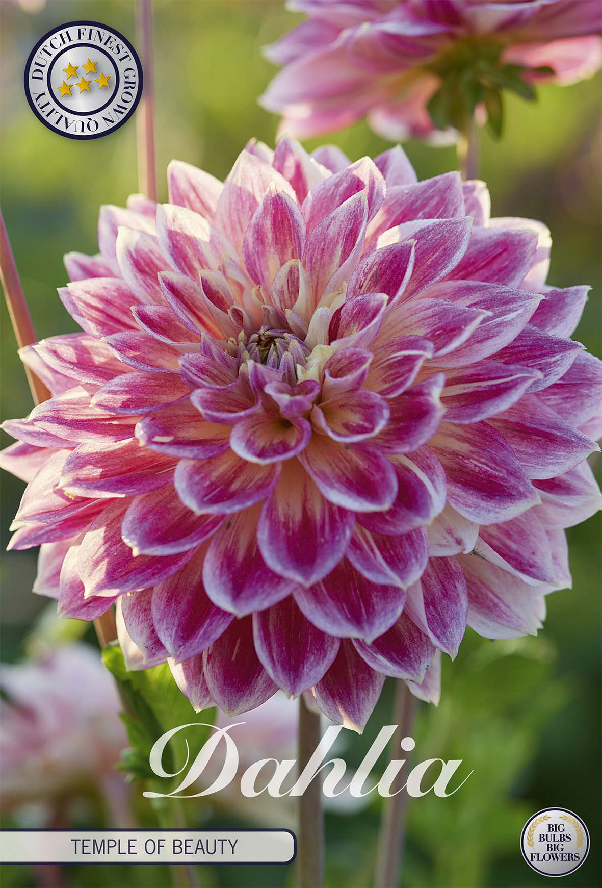 Dahlia Temple Of Beauty