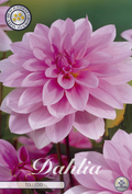 Dahlia Tolledo