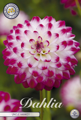 Dahlia Uncle Hankey