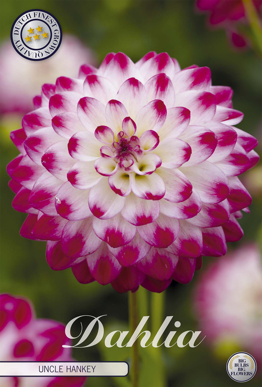 Dahlia Uncle Hankey