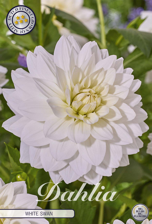 Dahlia White Swan