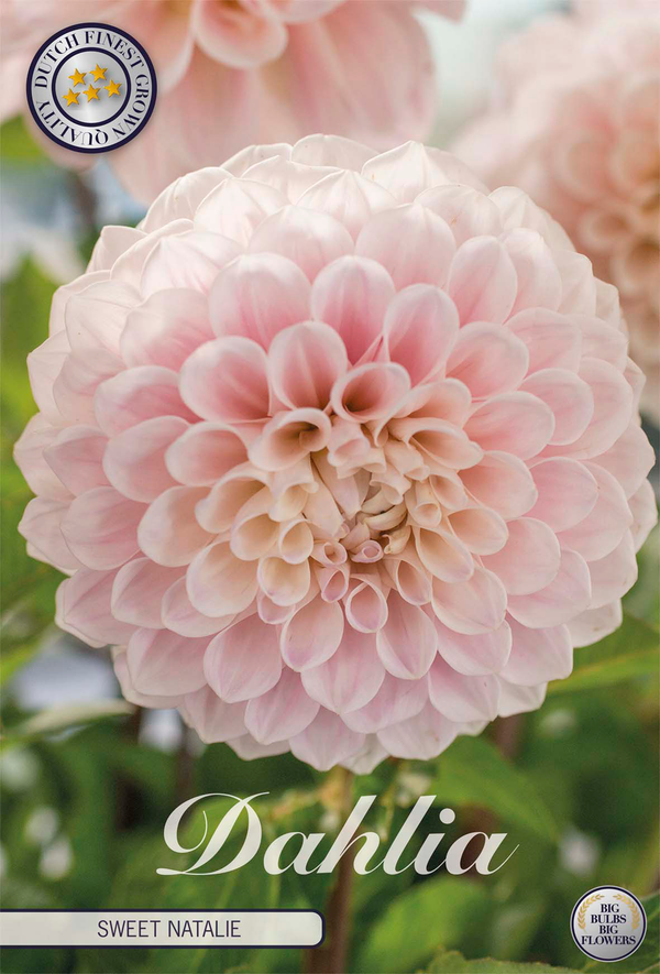 Dahlia Sweet Natalie