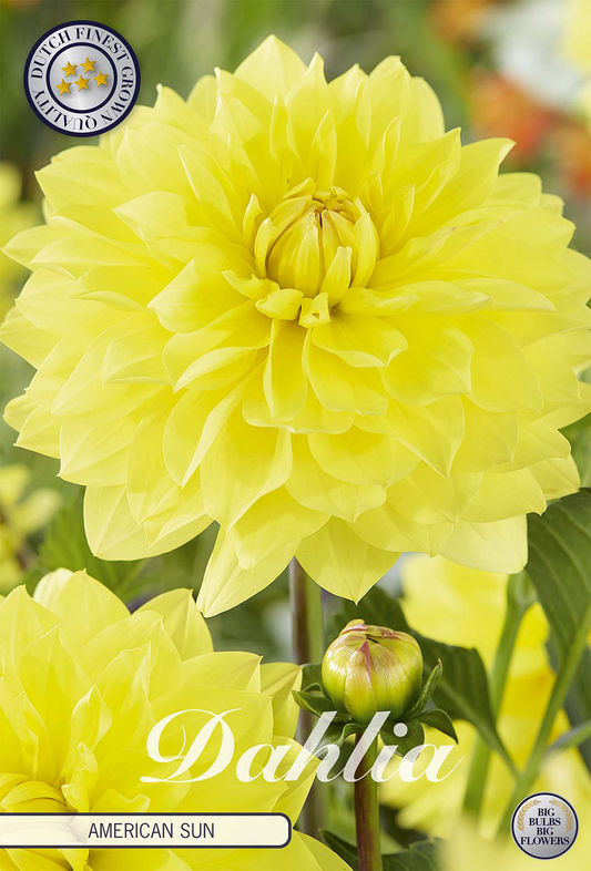 Dahlia American Sun
