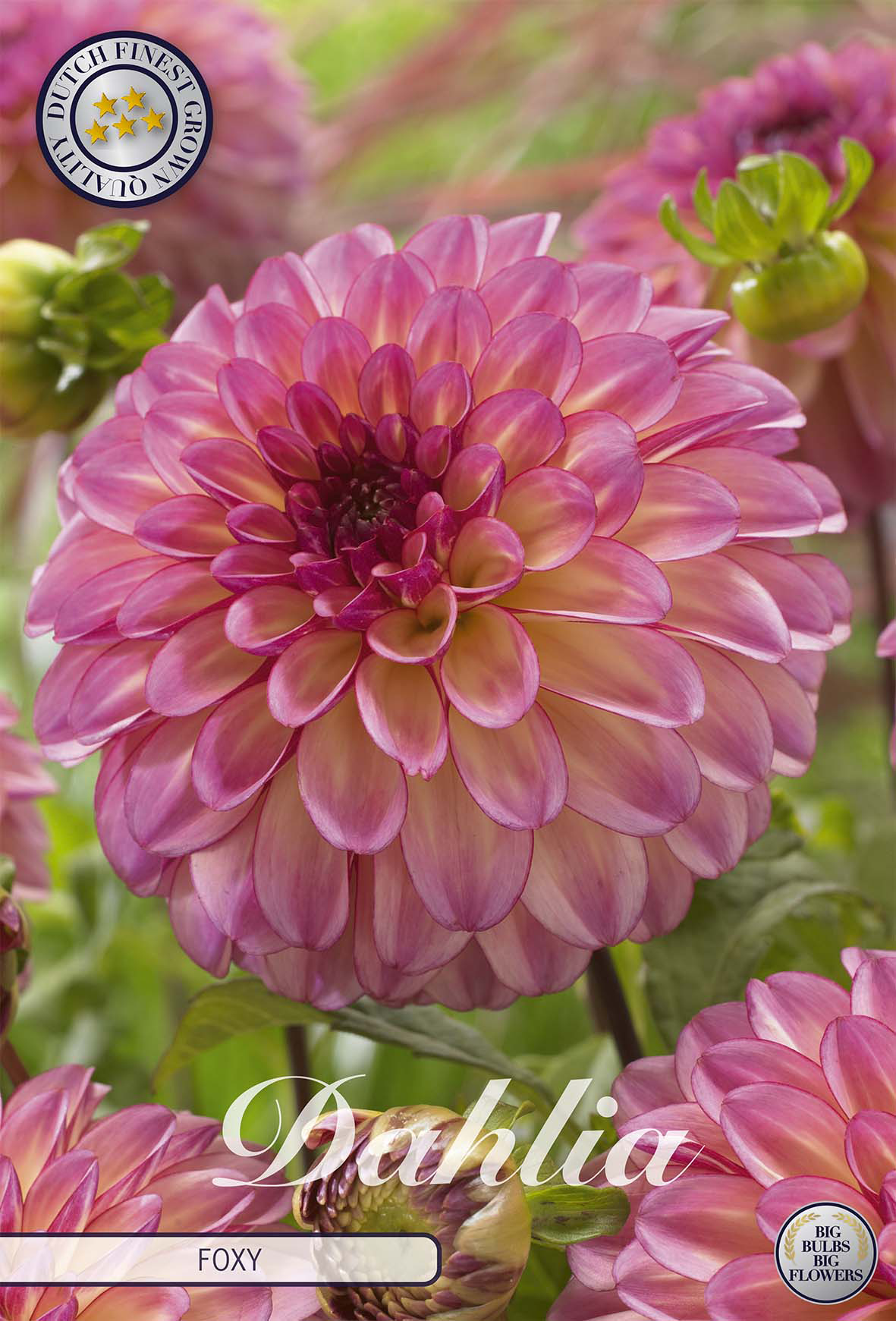 Dahlia Foxy