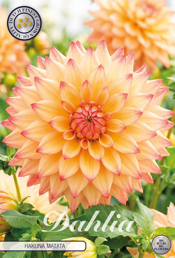 Dahlia Hakuna Matata