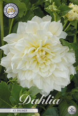 Dahlia Ice Breaker