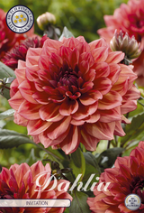 Dahlia Invitation