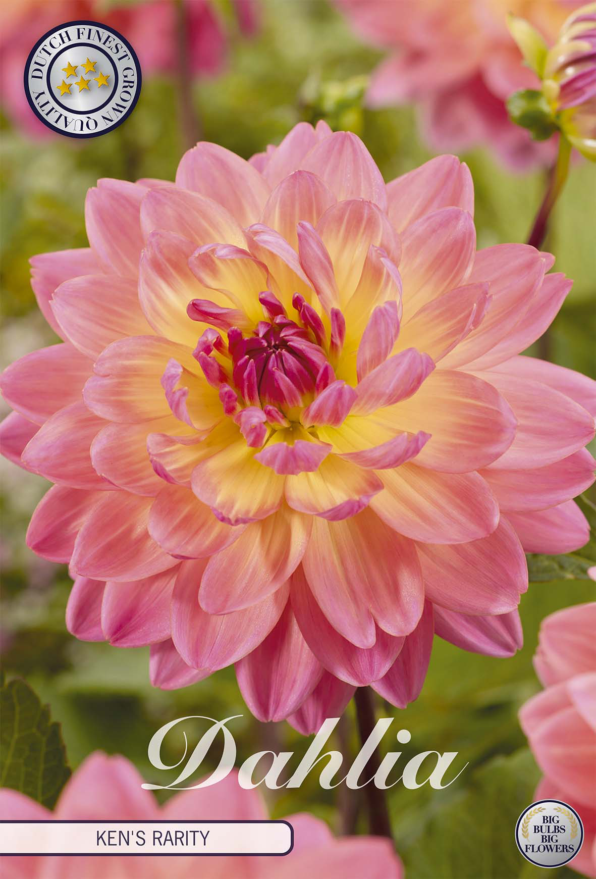 Dahlia Kens Rarity