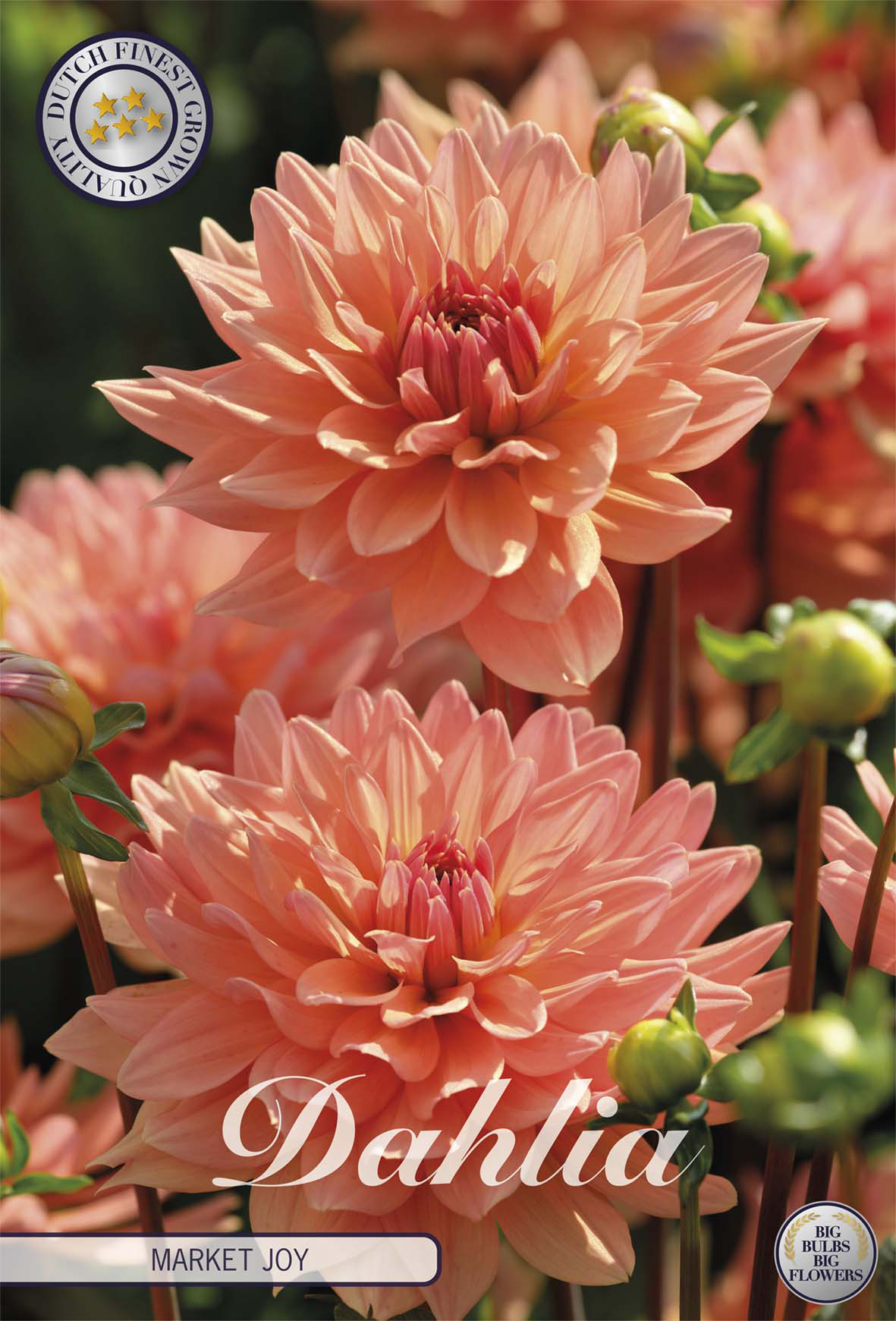 Dahlia Market Joy