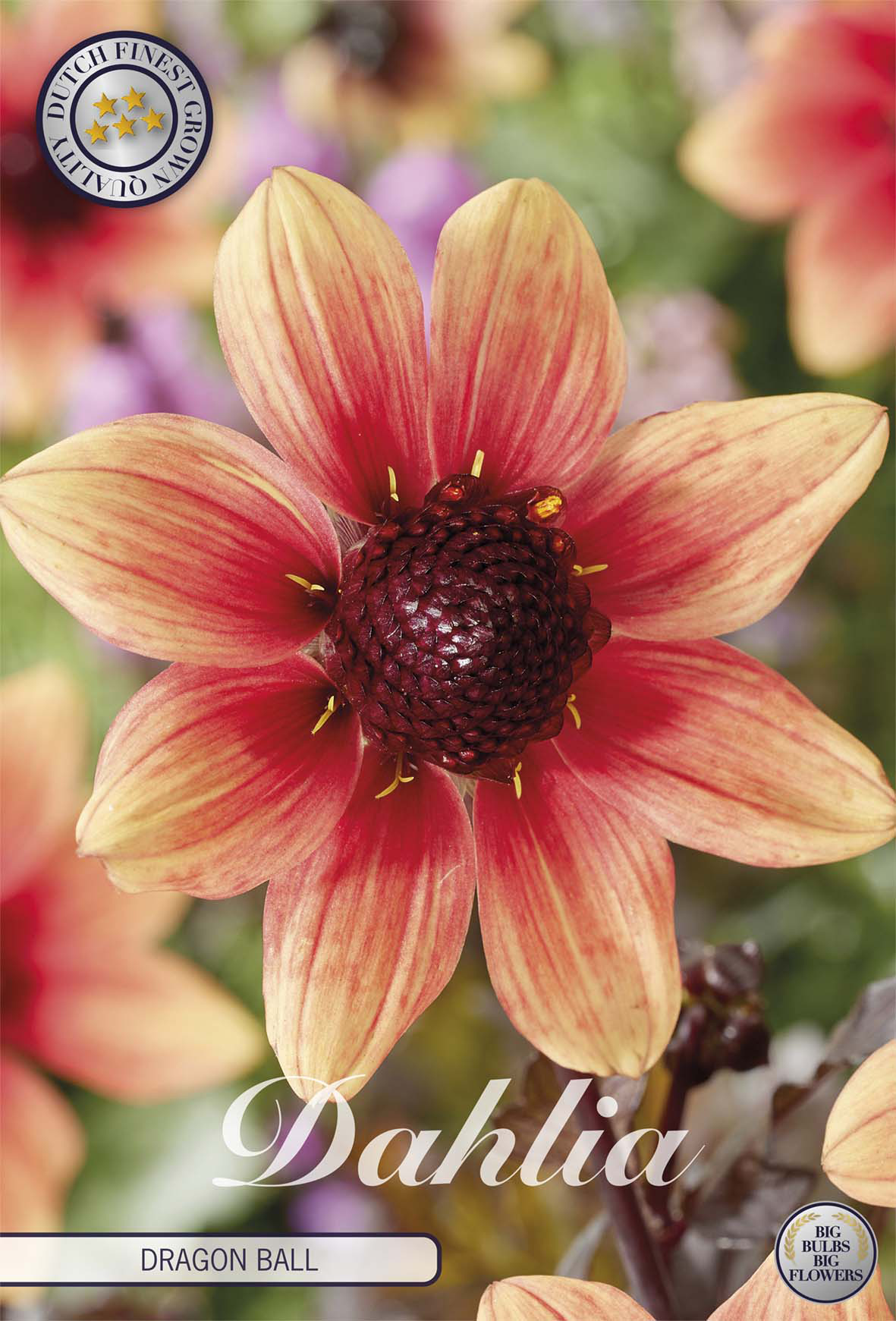 Dahlia Dragon Ball