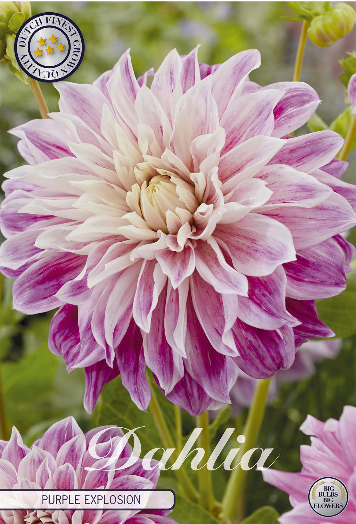Purple flower bulbs