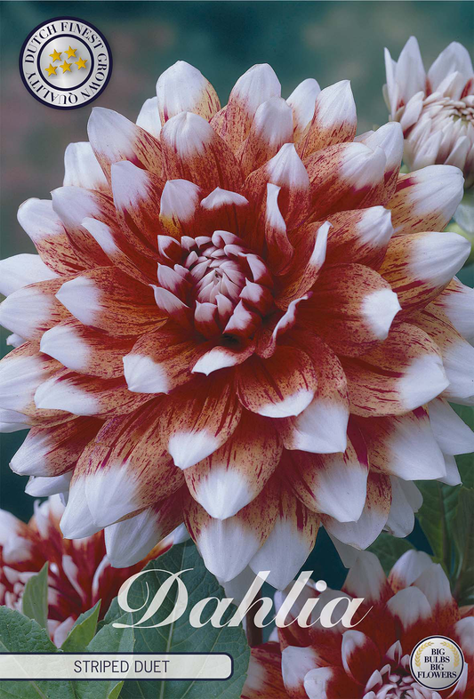 Dahlia Striped Duet