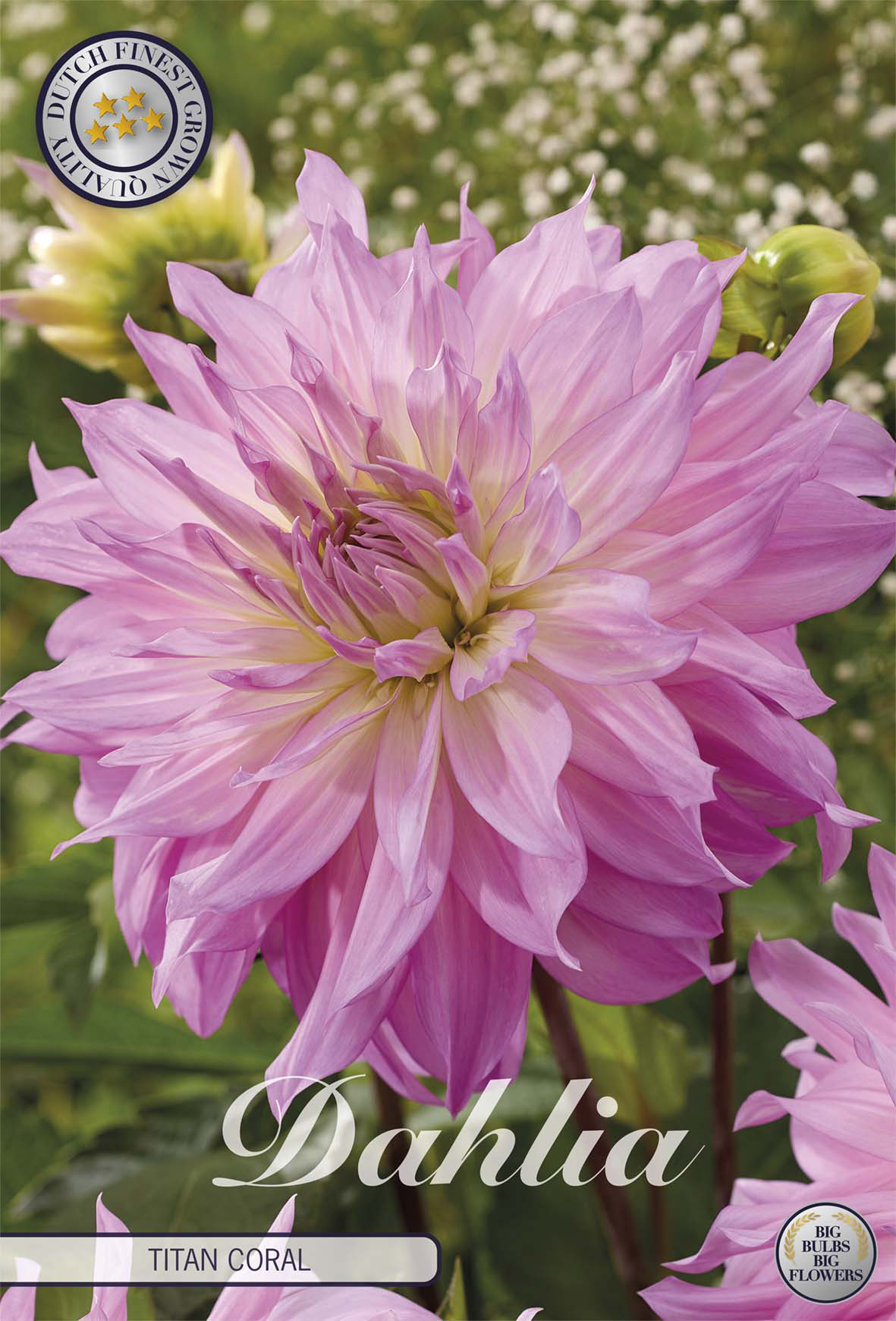 Dahlia Titan Coral