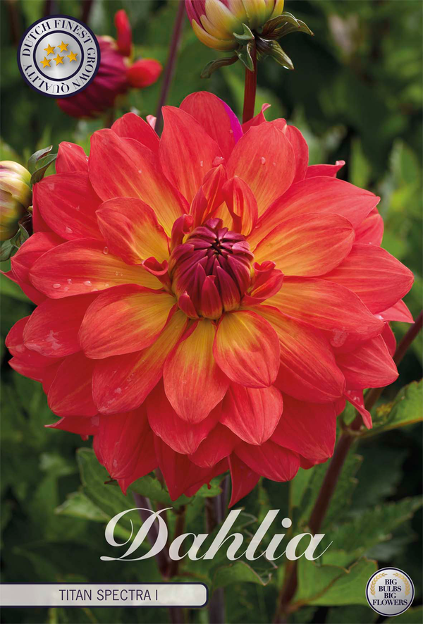 Dahlia Titan Spectra I