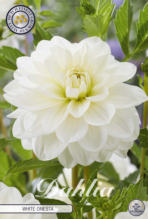 Dahlia White Onesta