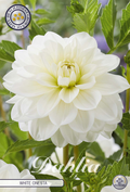 Dahlia White Onesta