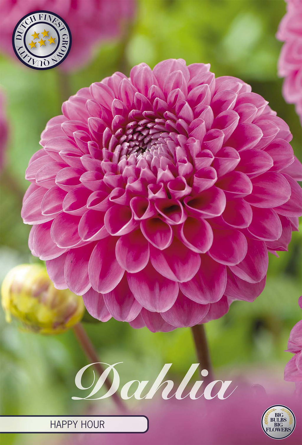 Dahlia Happy Hour