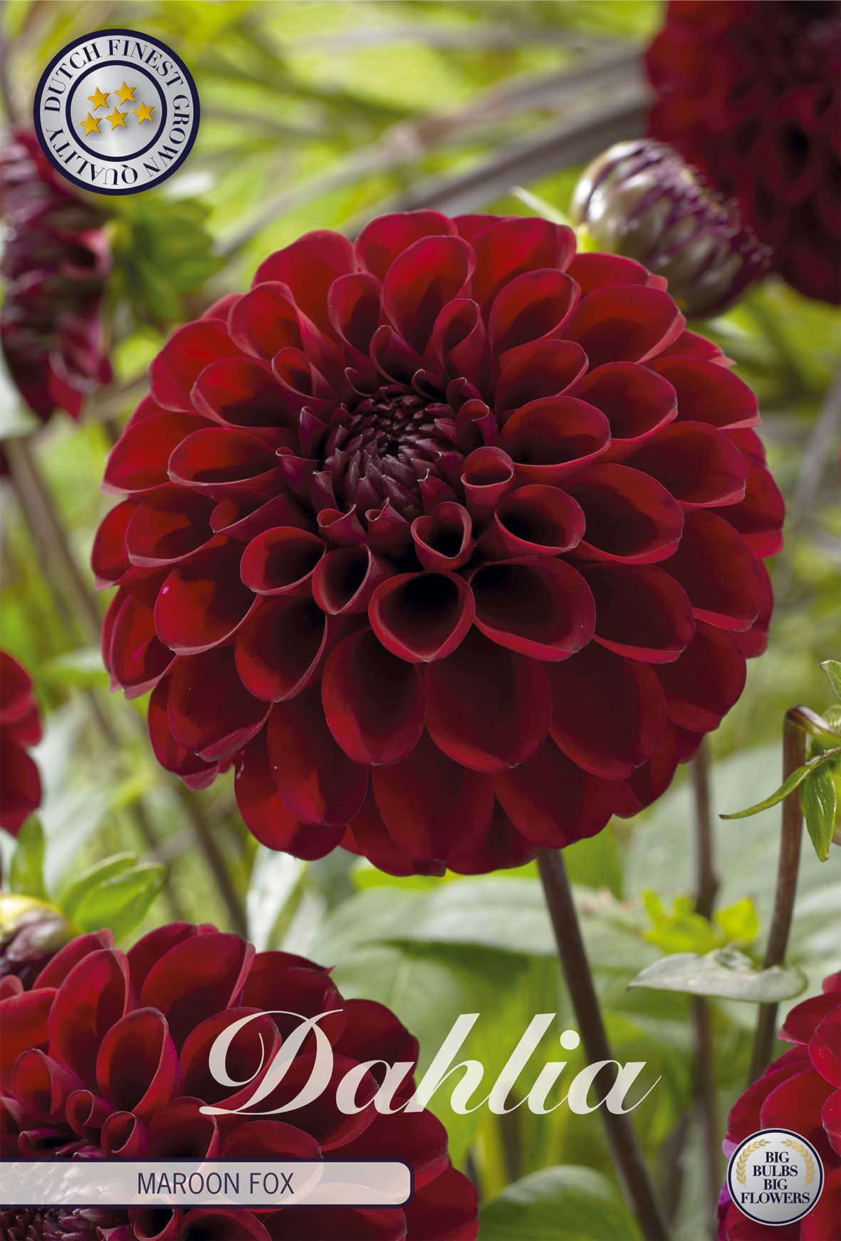 Dahlia Maroon Fox