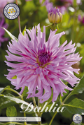 Dahlia Torsade