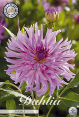 Dahlia Torsade