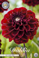 Dahlia Red Dark Wave