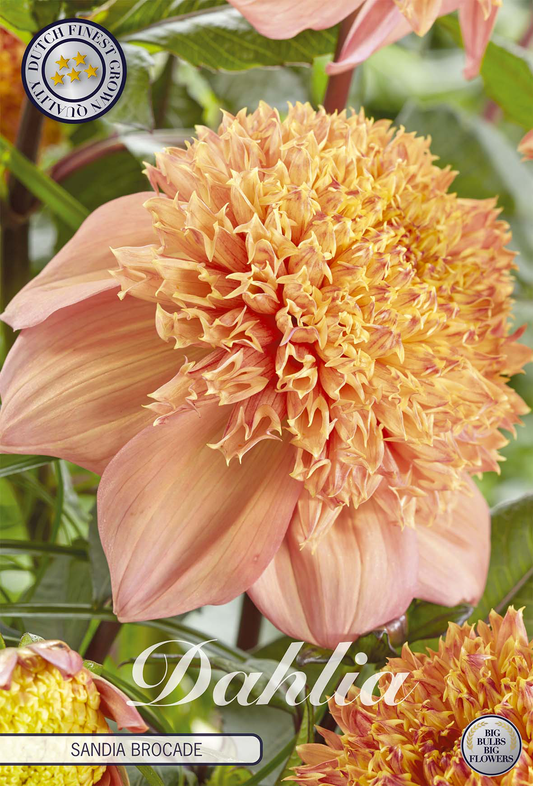 Dahlia Sandia Brocade