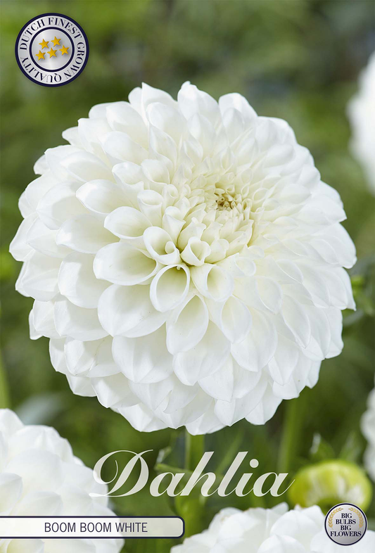 Dahlia Boom Boom White