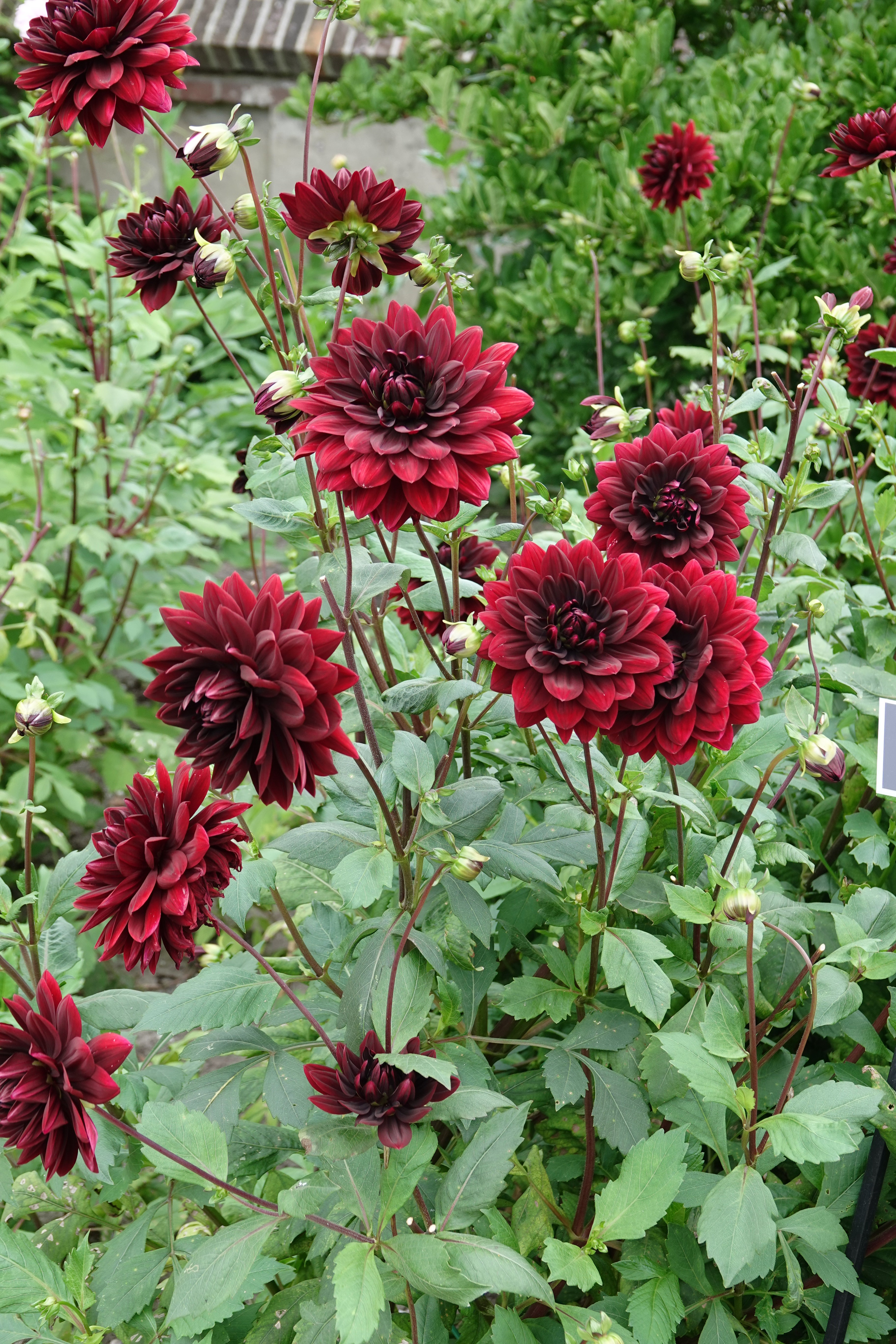 Dahlia Sam Hopkins