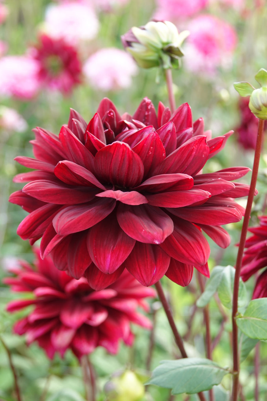 Dahlia Sam Hopkins