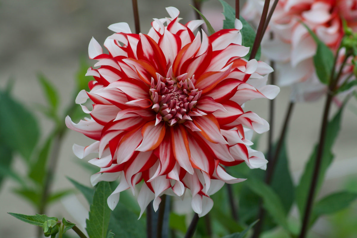 Dahlia Santa Claus