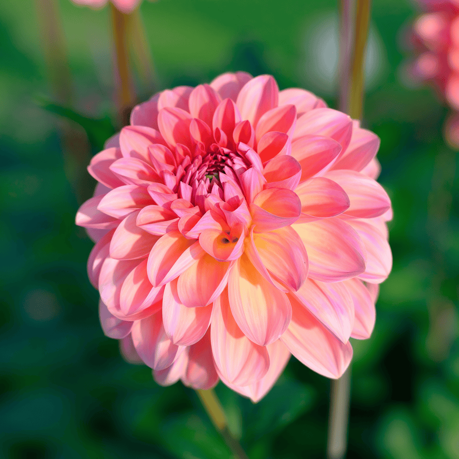 Dahlia Sebastian