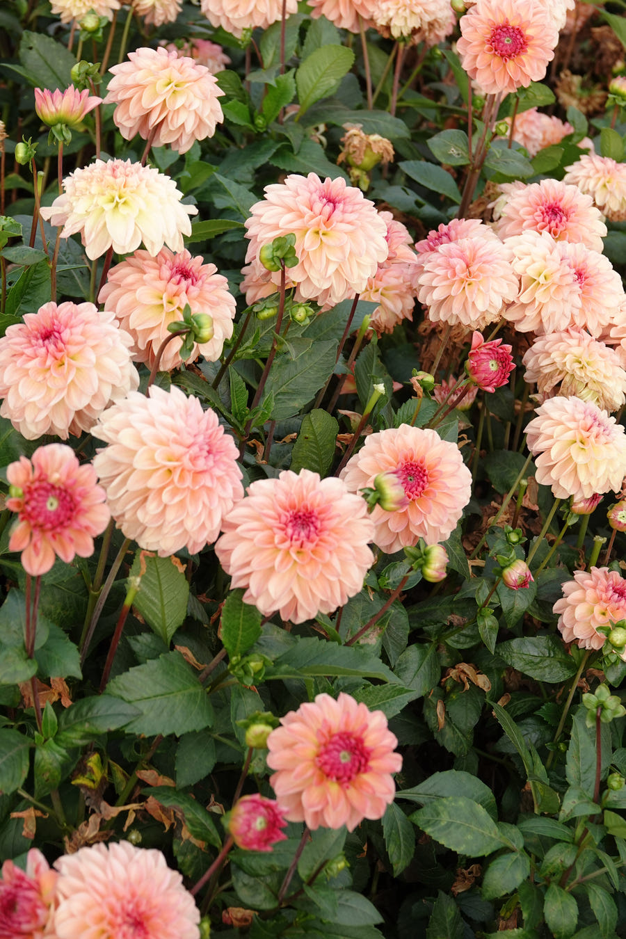 Dahlia Sebastian