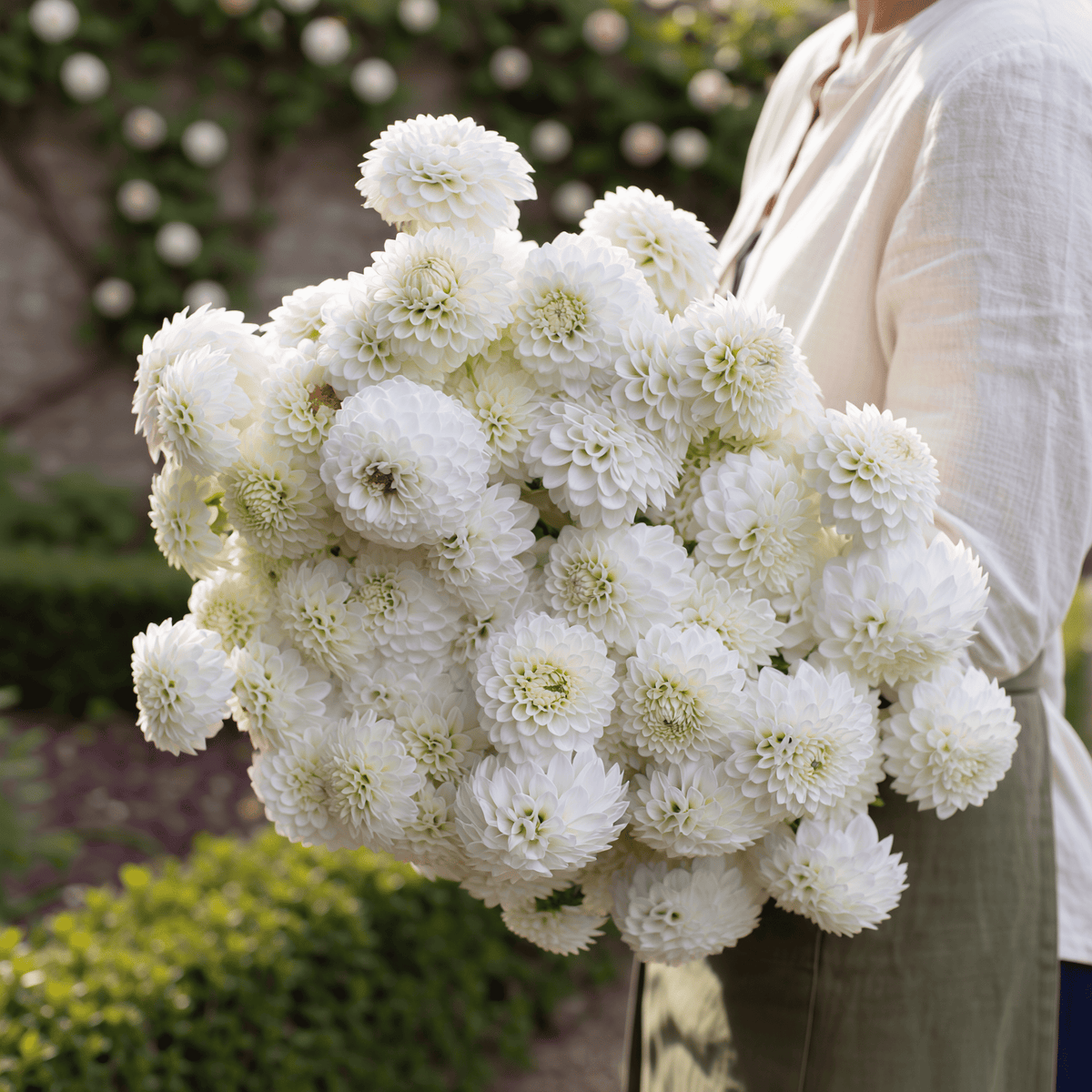 Dahlia Snow Flake