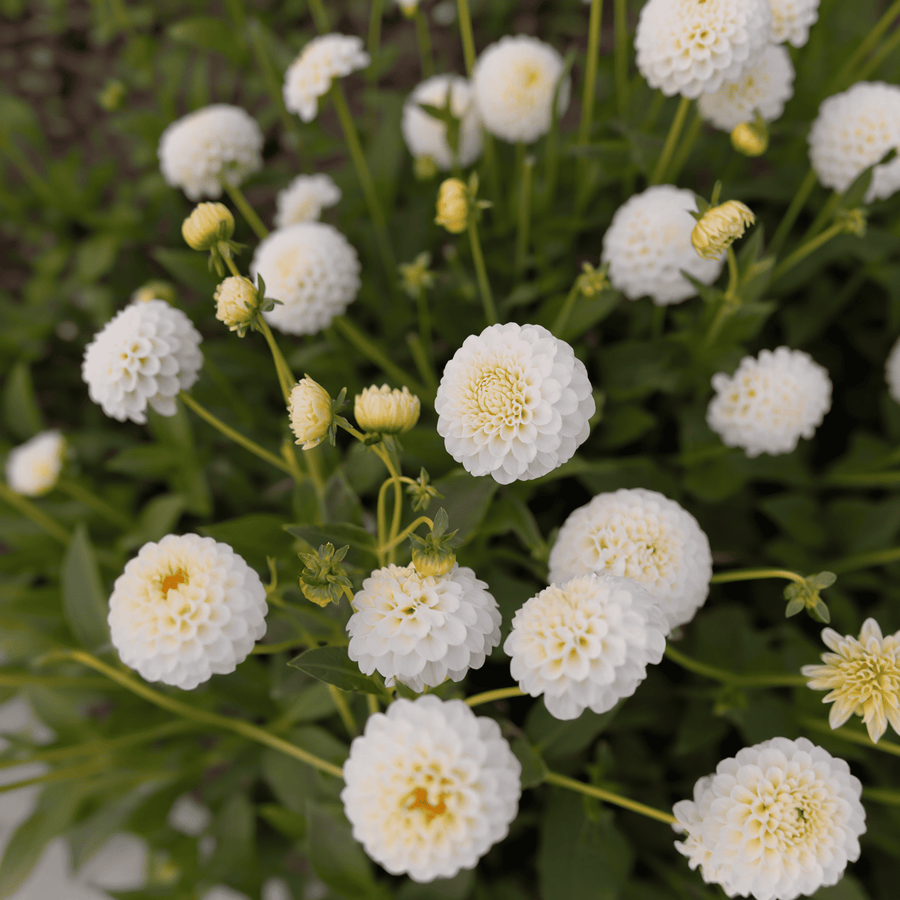 Dahlia Snow Flake