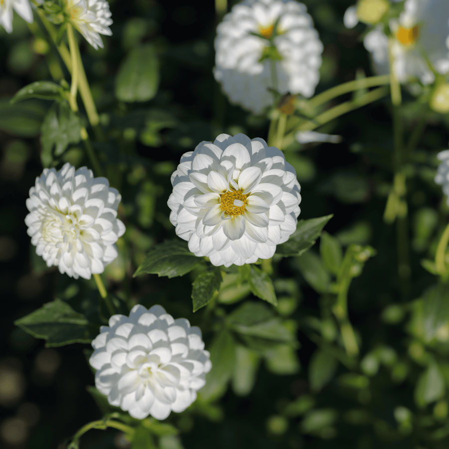 Dahlia Snow Flake