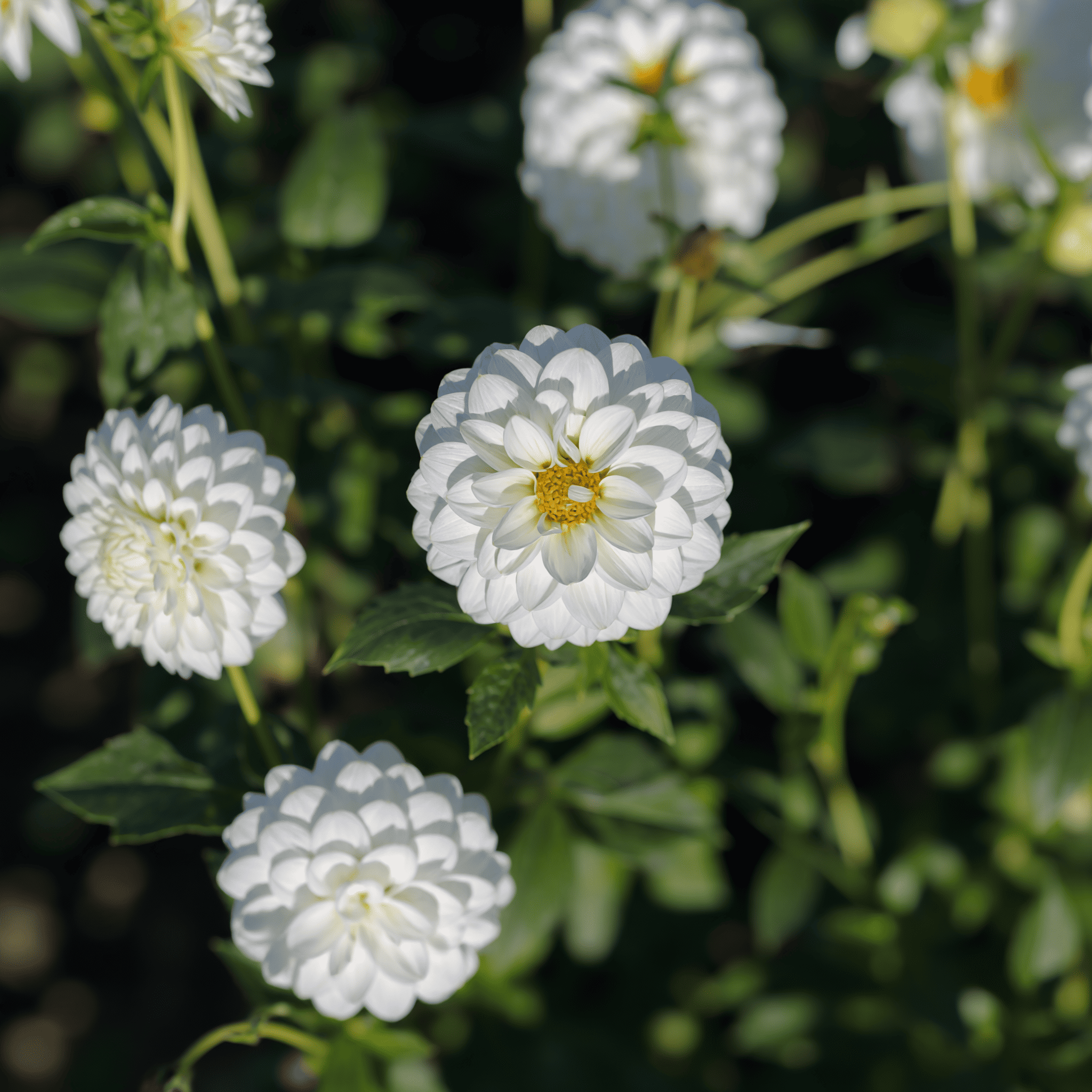 Dahlia Snow Flake