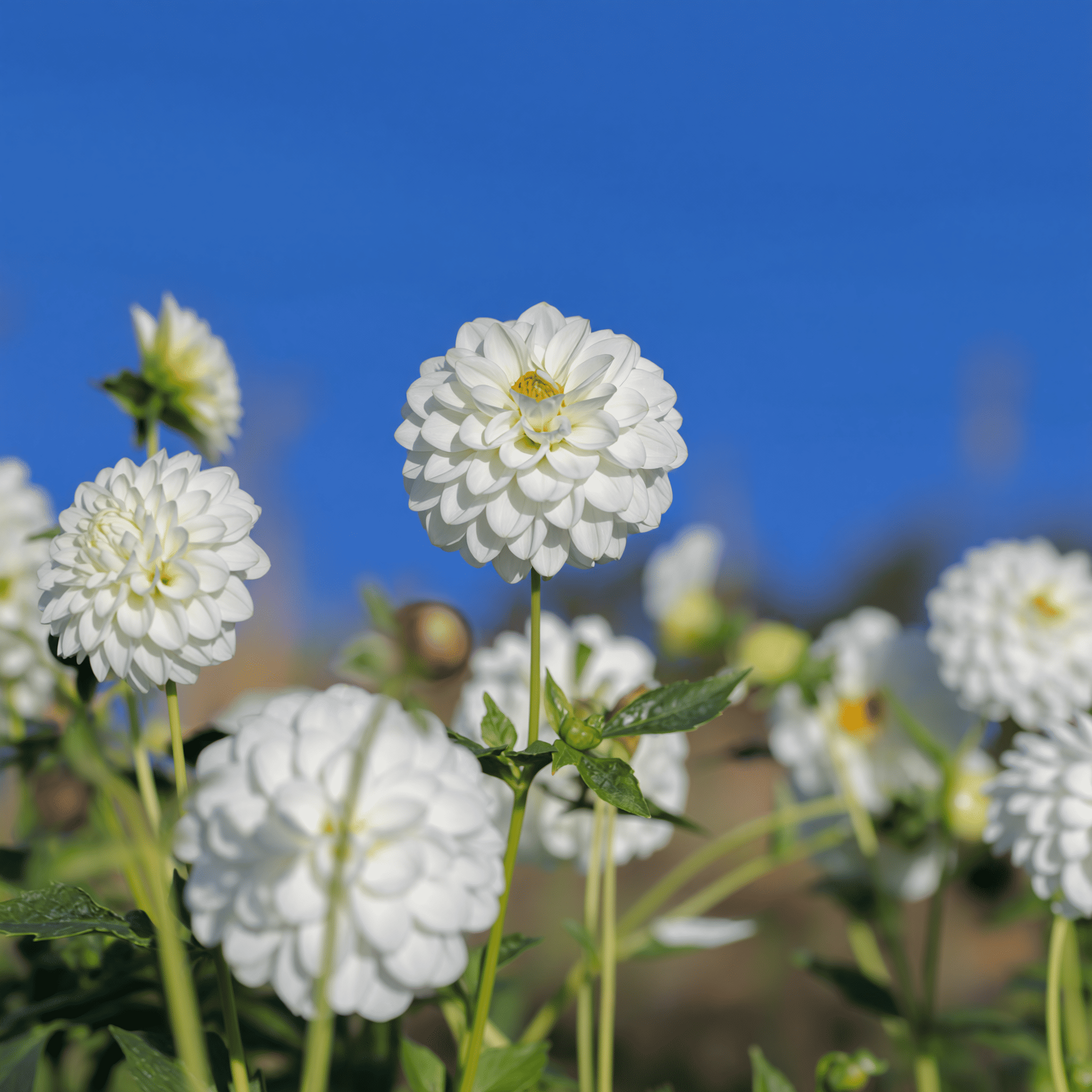 Dahlia Snow Flake