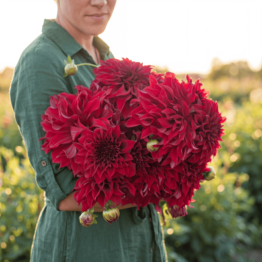 Dahlia Spartacus