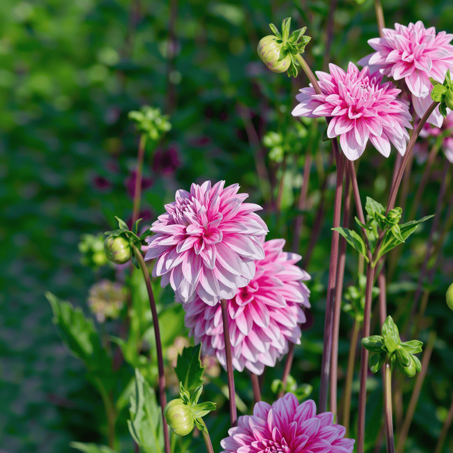 Dahlia Strawberry Cream