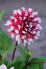 Dahlia Striped Duet