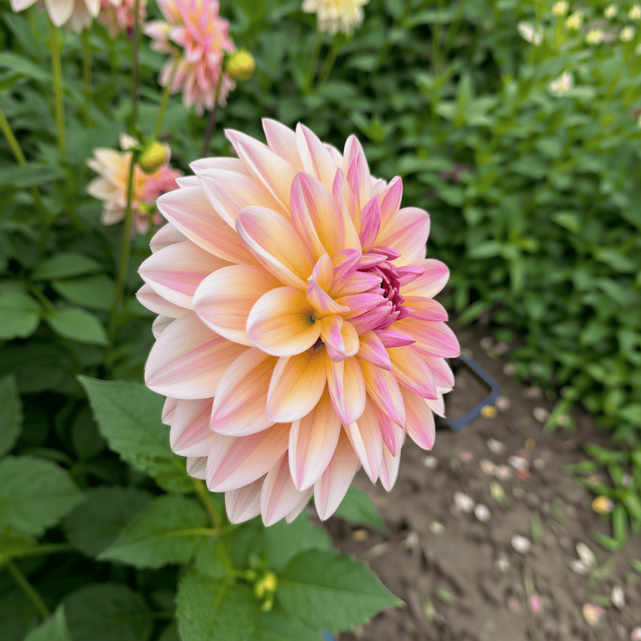 Dahlia Sturm Sweet Maria