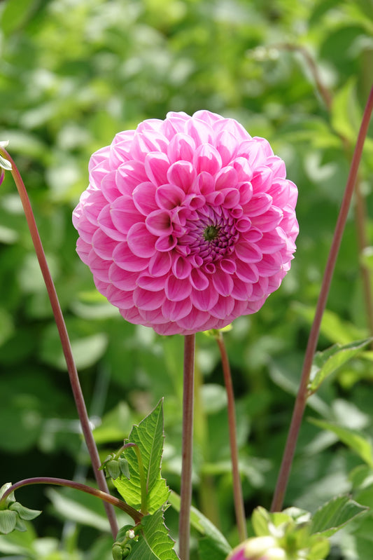Dahlia Sweet Fabienne