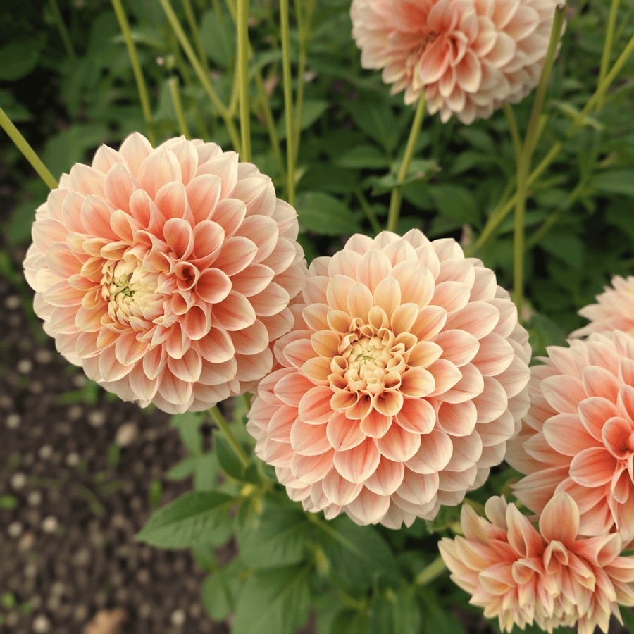 Dahlia Sweet Suzanne