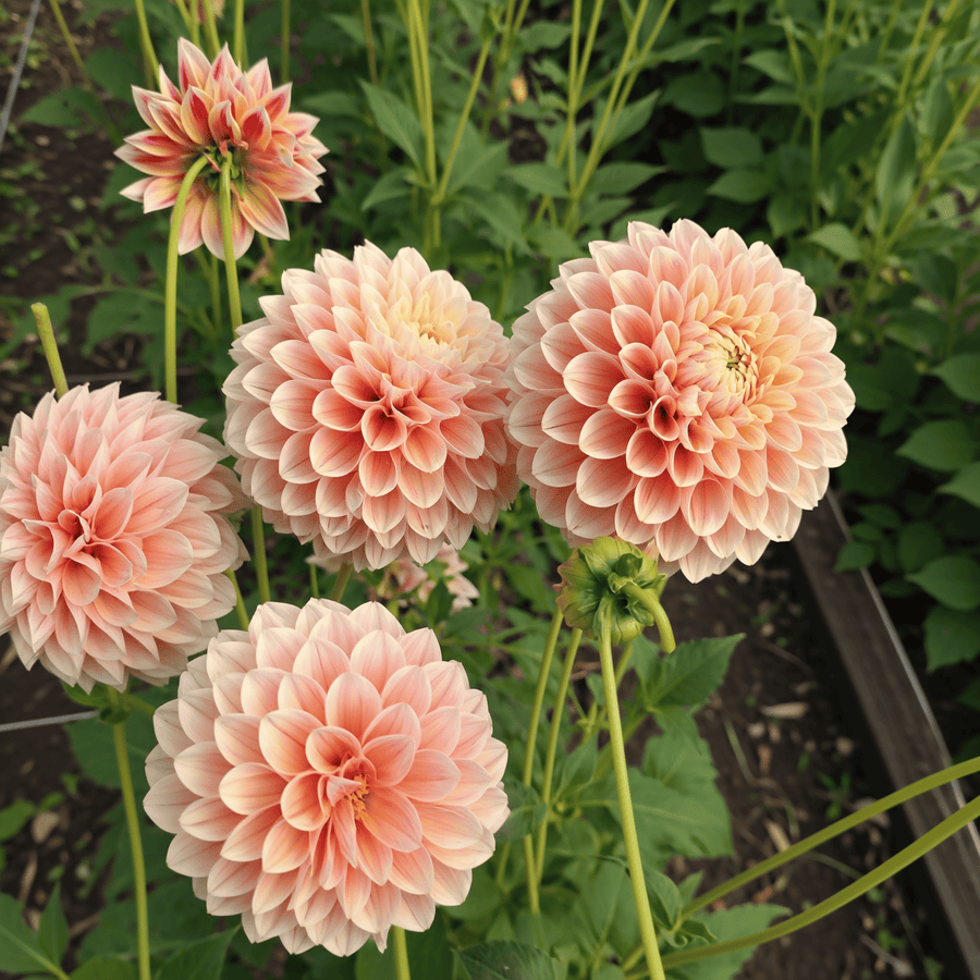 Dahlia Sweet Suzanne