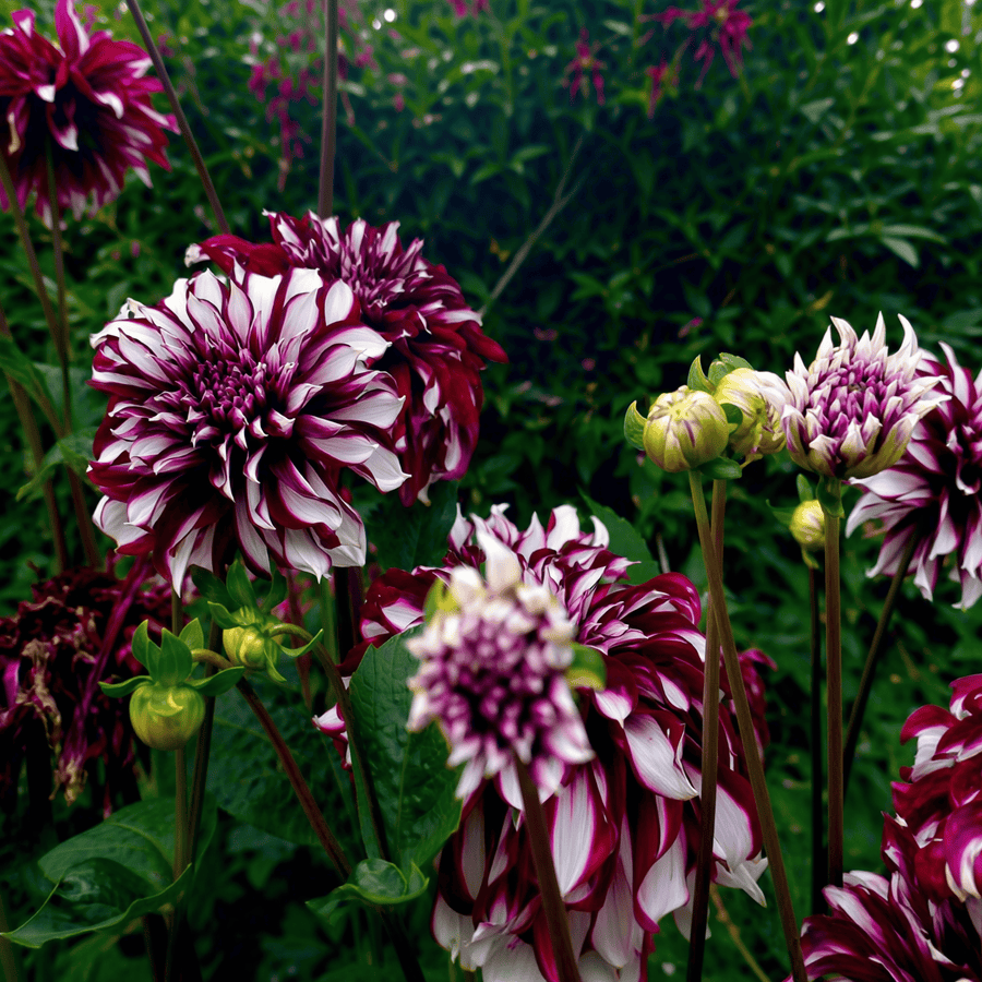 Dahlia Tartan
