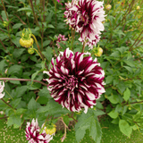 Dahlia Tartan