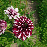 Dahlia Tartan
